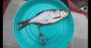 Крупная щука на снасточку из красноперки, простой способ изготовления приманки