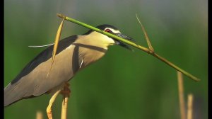 Кваква (Nycticorax nycticorax) - Весы Фемиды