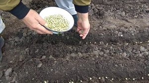 23.04.2021. Посев гороха пророщенными семенами.