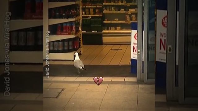 красава хваххааха смотреть онлайн