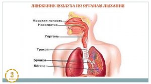 ІІ четверть Естествознание , 3 класс, Время, Как мы дышим