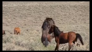 лошади дерутся под мияги