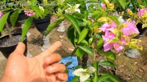 SOLUSI MENGATASI DAUN BOUGENVILLE PUTIH BANGKOK TIDAK SUBUR || BOUGENVILLEA || BUNGA KERTAS