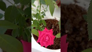 Роза КОРДАНА. Мой опыт. 🌷🌹🌷