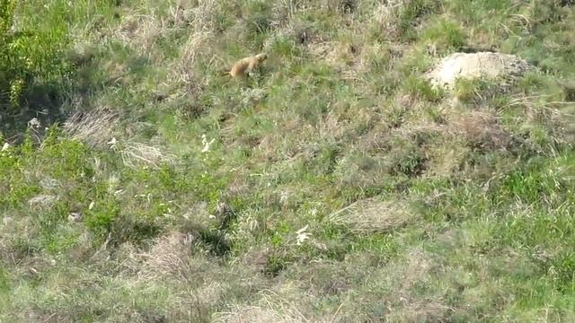 Сурок байбак испугался вертолёта смотреть онлайн
