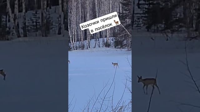 Косули в городе | #животные #косуля #косули #animals #roe