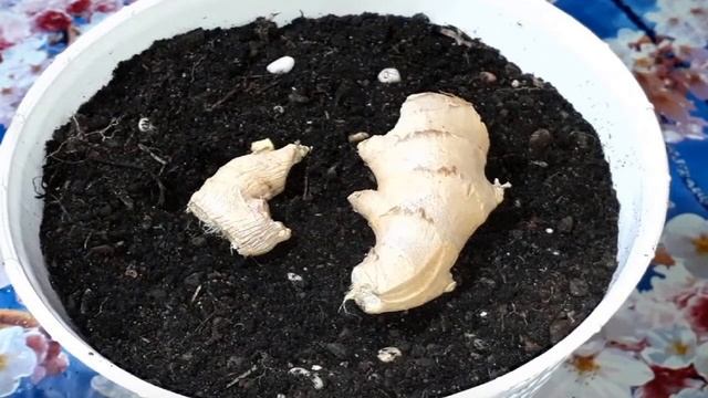Как вырастить имбирь в домашних условиях из корня купленного в магазине