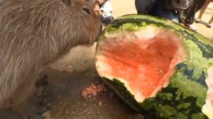 капибары едят арбуз #капибара #арбуз #видео