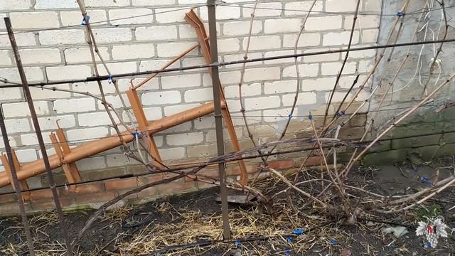 Проверка лозы и почек винограда. Зима 2020 смотреть онлайн