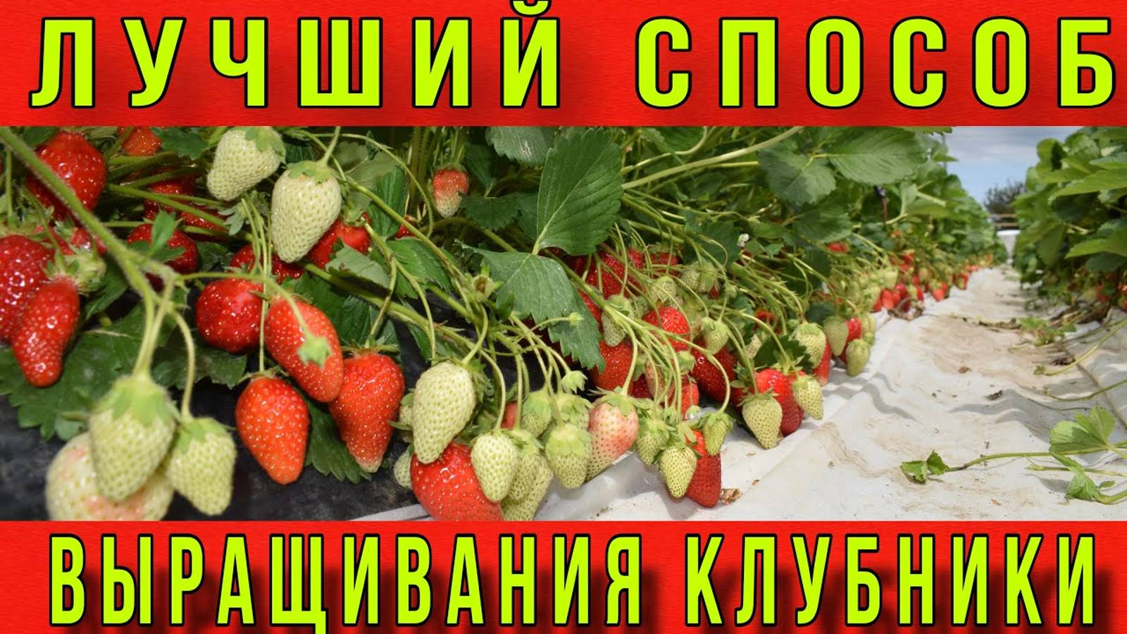 Лучший способ выращивания клубники