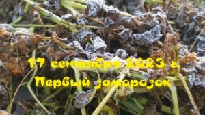 32 картофелины или 10 кг с куста \ Урожайный сорт картофеля