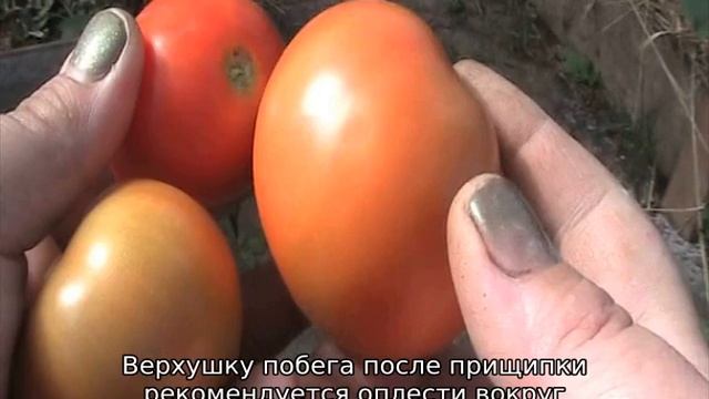 Детерминантный сорт томатов — что это такое