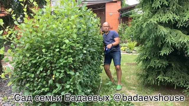 Как подстричь живую изгородь из боярышника смотреть онлайн