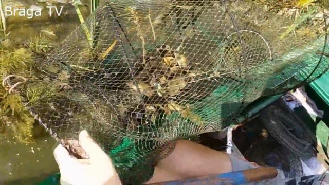 Как поймать ведро ЛИНЯ смотреть онлайн