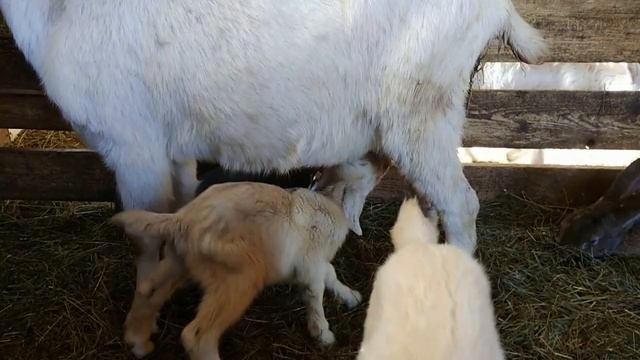 Могут ли козы рожать два раза в год? У нас появились ушастики! смотреть онлайн