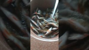 Как солить окуня!