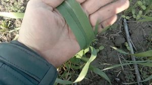 Норма высева пшеницы и ширина междурядие.