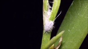 Самые опасные вредители орхидей, Как с ними бороться?