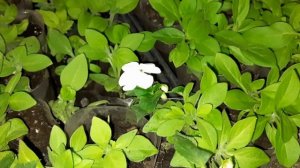 ГОТОВИМ ЧЕРЕНКИ ПЕТУНИИ НА ЗИМОВКУ. ОБЗОР И РАЗВИТИЕ ЧЕРЕНКОВ АМПЕЛЬНОЙ ПЕТУНИИ.