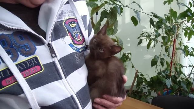 Агилера Ламберт - котенок бурма смотреть онлайн