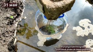 🍇 Поднялись ГРУНТОВЫЕ ВОДЫ. Затопило САЖЕНЦЫ ВИНОГРАДА весной. Вот что получилось.