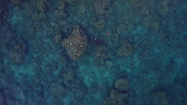 Eagle Ray at Portulano House Reef during homestay lockdown