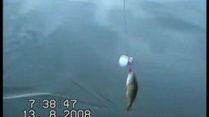 ловим на лампочку