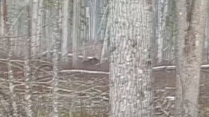 VLOG#12 Охота на лося и кабана с лайками по первому снегу. Начало зимней охоты