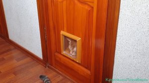 Котоход или дверца для кота. Как приучить. Установка