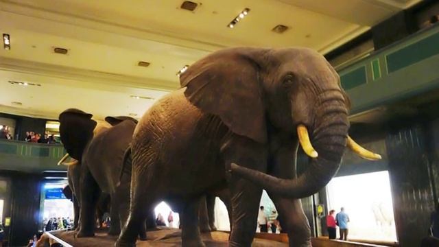 Museum New York- Museum of Natural History смотреть онлайн