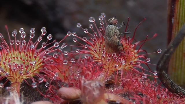 Rundblättriger Sonnentau in der Vulkaneifel. August 2015 смотреть онлайн