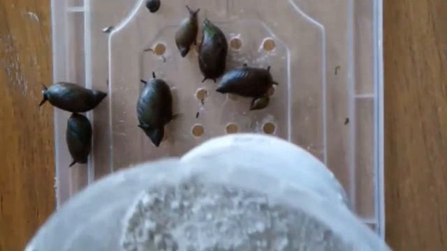 Кормление//речные улитки смотреть онлайн