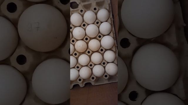 инкубационное яйцо муларда.Французский маточник в россии.