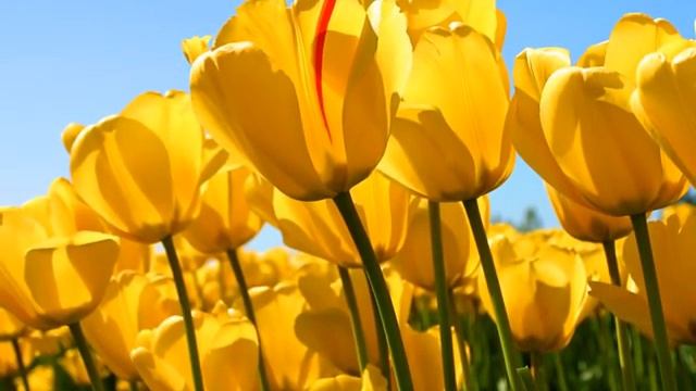 КОАЛА  ПЛЮС ЦВЕТЫ смотреть онлайн