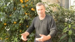 Тритоны, лягушки, царский указ.