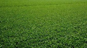 СОЯ продолжение: важные вопросы о выращивании