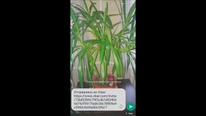 Как отправить (переслать) фото с Вайбера в Ватсап!