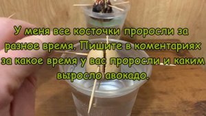 ⁉️Как вырастить АВОКАДО из косточки Дома❗️ Пошагово 100% работает‼️