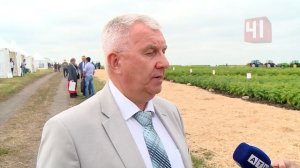 Экспериментальные сорта фиолетовой картошки