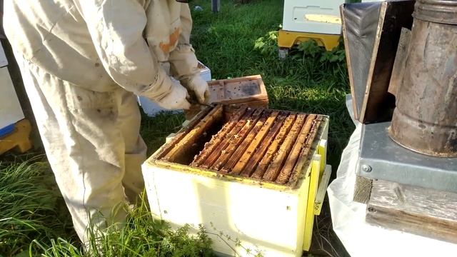 Пчеловодство - Поздняя сборка семьи в зиму