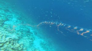 Длинный полип из молодых медуз. Dhigali 02.2019