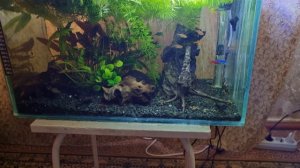 Аквариум на 35 литров 19 06 2021 года