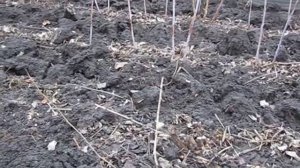 Осенне-зимние, подготовительные работы в нашем саду. Малина