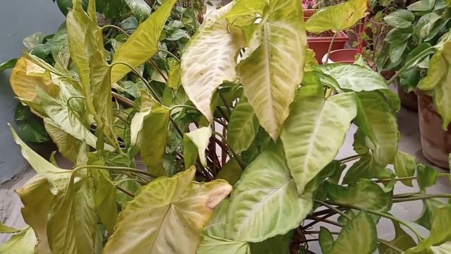 How To Make Syngonium Plant Green And Healthy? | Syngonium Plant | Decorative Plant. смотреть онлайн