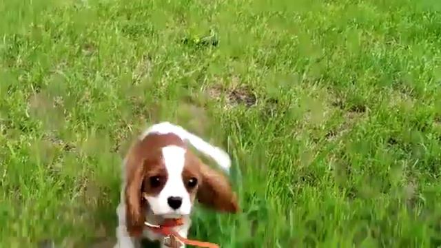 Первая прогулка девочки Кавалерочки 😇 смотреть онлайн