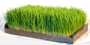 Зелень для кур_несушек! Подготовка кур к инкубационному сезону.