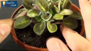 Transplant African Violets in 2 minutes | How to transplant violet in a larger pot