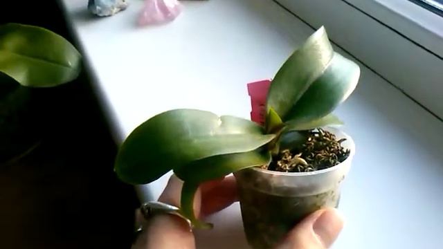 2019.01. Orchid Collection Pt.1 смотреть онлайн