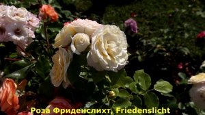 3 розы, великолепные сорта, с крупными цветами. Заказать розы https://klumba7.ru