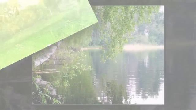 ОТ ЧЕГО ТАК В РОССИИ БЕРЁЗЫ ШУМЯТ